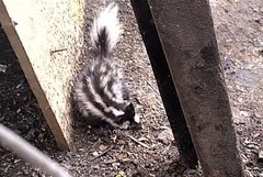 Spilogale angustifrons