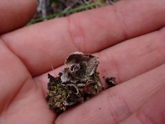 Illosporium carneum