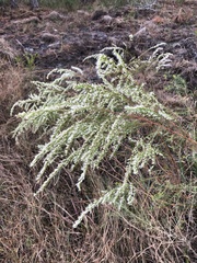 Eupatorium leptophyllum