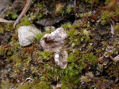 Illosporium carneum