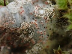 Illosporium carneum
