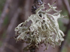 Ramalina obtusata