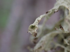 Ramalina obtusata