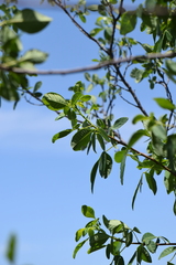 Ptelea trifoliata