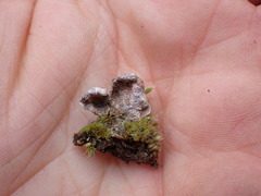 Illosporium carneum