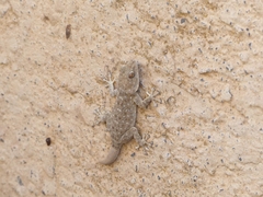 Ptyodactylus puiseuxi