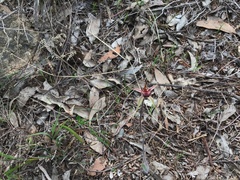 Caladenia reticulata
