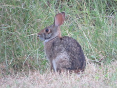 Sylvilagus aquaticus