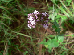 Valeriana tuberosa