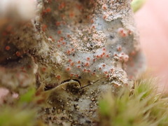 Illosporium carneum