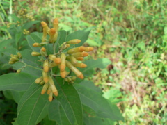 Cestrum aurantiacum