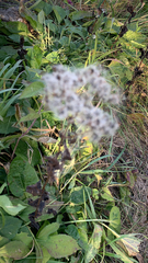 Eupatorium perfoliatum