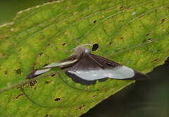 Mesosemia judicialis