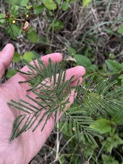 Desmanthus illinoensis
