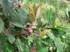 Arbutus