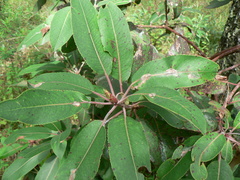 Arbutus