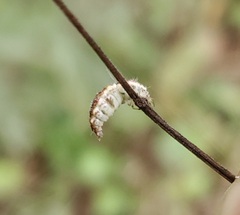 Chrysopidae