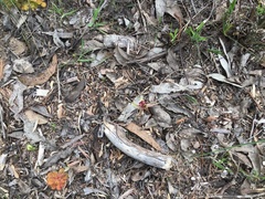 Caladenia reticulata