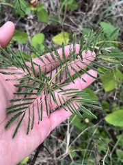Desmanthus illinoensis