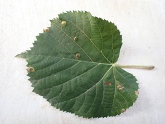 Eriophyes exilis