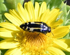 Acmaeodera scalaris