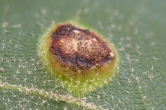 Eriophyes exilis