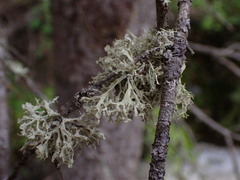 Ramalina obtusata