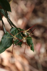 Dendrobium tetragonum