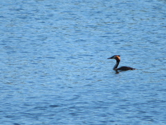 Podiceps cristatus