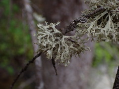 Ramalina obtusata