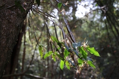 Dendrobium tetragonum