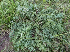 Sanguisorba minor