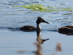 Podiceps cristatus