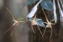 Dendrobium tetragonum