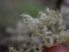 Ramalina obtusata