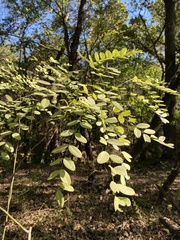 Styphnolobium affine