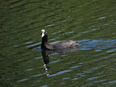 Fulica atra