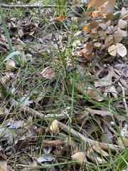 Carex planostachys