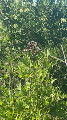 Erythrina herbacea