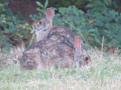 Sylvilagus aquaticus