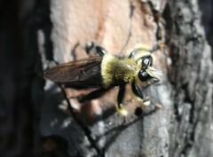 Laphria affinis
