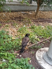 Acridotheres tristis