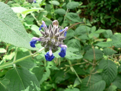 Salvia clinopodioides