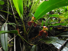 Maxillaria cryptobulbon