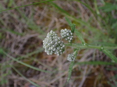 Achillea millefolium