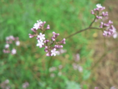Valeriana tuberosa