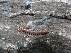 Lithobiidae
