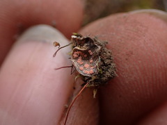 Illosporium carneum