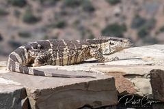 Varanus albigularis albigularis