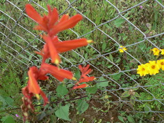 Castilleja tenuifolia